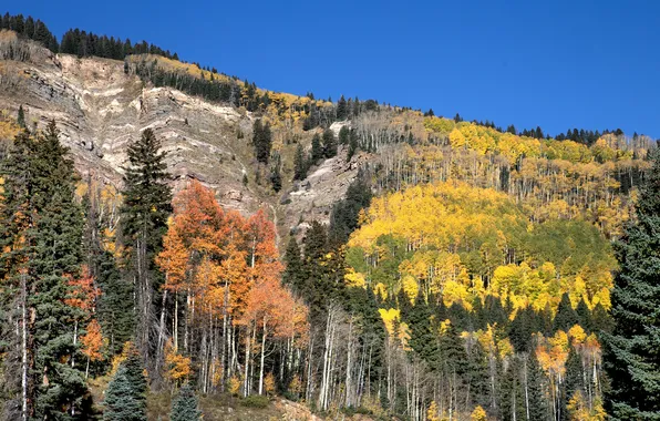 Autumn, forest, mountains, blue, slope