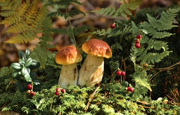 Mushrooms, fern, cranberries, Borovik
