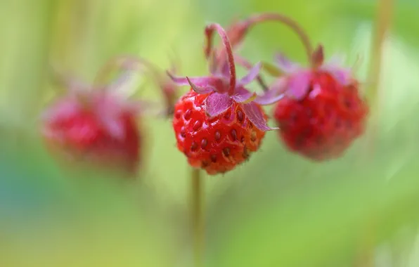Picture summer, green, berries, background, blur, strawberries, bokeh