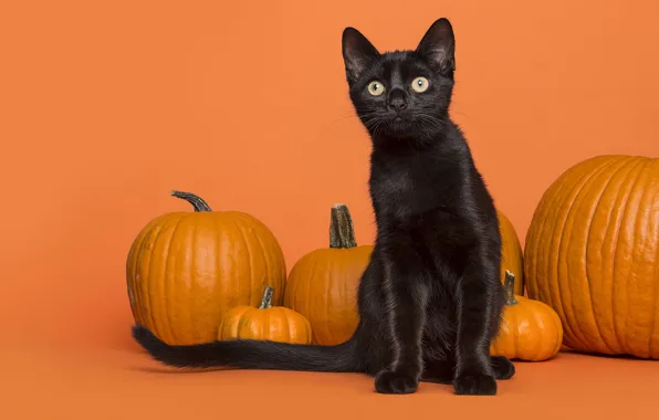Cat, cat, look, pose, face