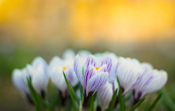 Picture nature, spring, petals, crocuses