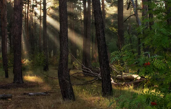 Autumn, forest, rays, light, trees, branches, fog, trunks