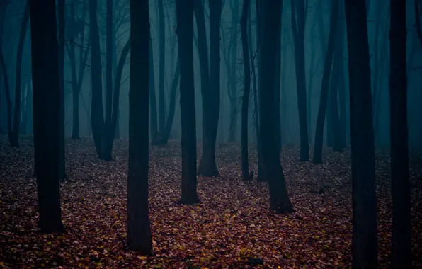 Leaves, dark forest, the trunks of the trees