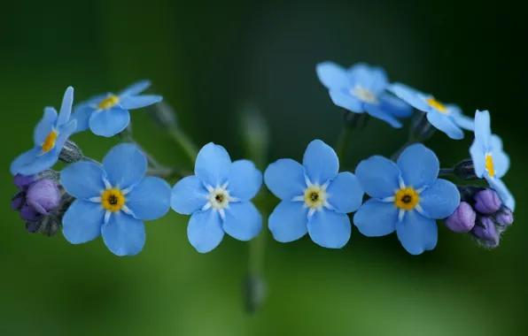 Macro, flowers, nature, plants, blue, blue, forget-me-nots