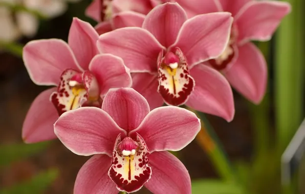 Flowers, nature, beauty, spring, petals, pink, orchids, Orchid