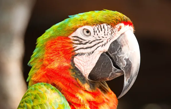 Picture look, background, bird, portrait, parrot, bokeh, Ara, bright plumage
