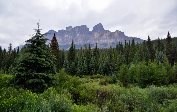Picture forest, clouds, mountains, nature, rocks