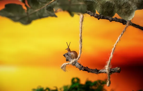 Picture leaves, macro, nature, swing, snail, branch