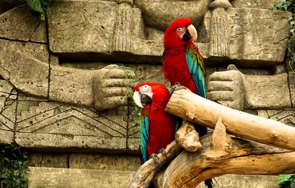 Birds, wall, red, parrots, architecture, a couple, relief, Ara