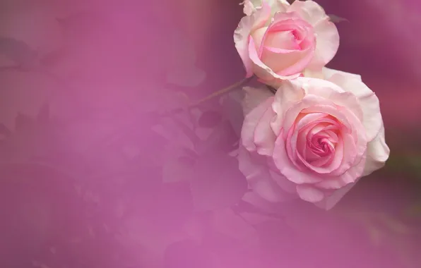 Picture background, tenderness, roses, Duo, buds