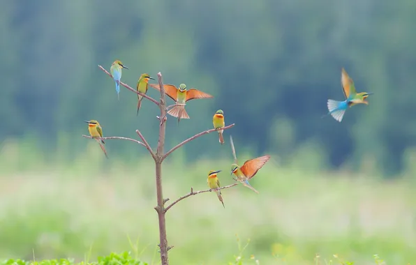 Picture birds, tree, bokeh, Bee-eaters