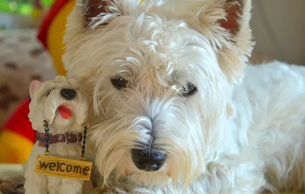 Picture Dog, Dog, The West highland white Terrier