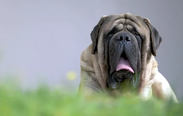 Picture look, each, dog, English Mastiff