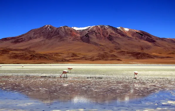 Flamingo, Bolivia, salt marsh