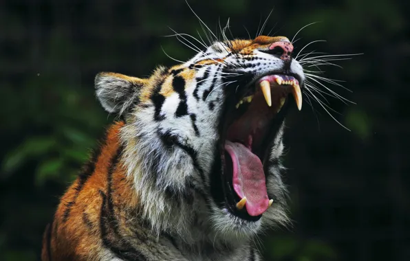 Picture tiger, mouth, fangs