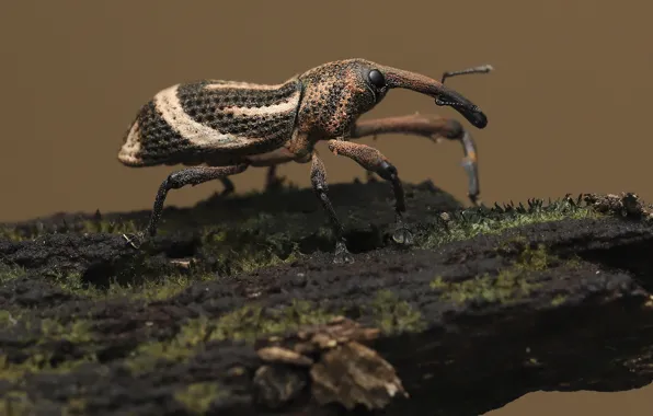 Macro, beetle, bark, weevil