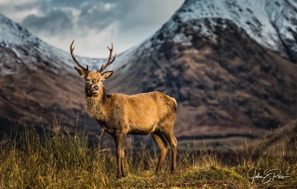 Picture mountains, deer, Scotland, Reindeer, photographer John & Pou, A Scottish icon, unspoiled Glen Etive
