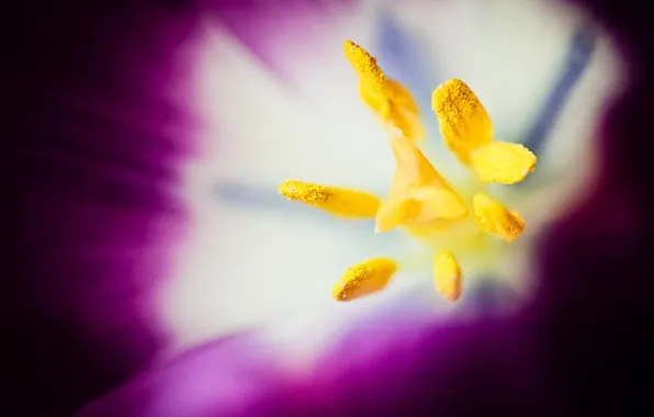 Flower, macro, Tulip