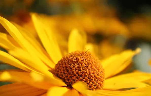 Flower, yellow, petals, blur