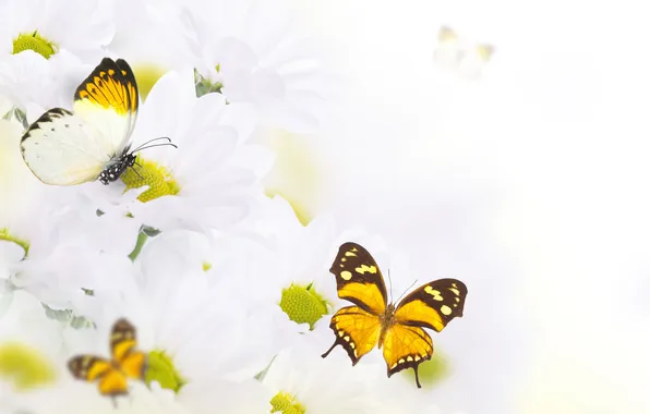 Butterfly, flowers, flowers, leaves, leaves, twigs, butterflies, white chrysanthemums