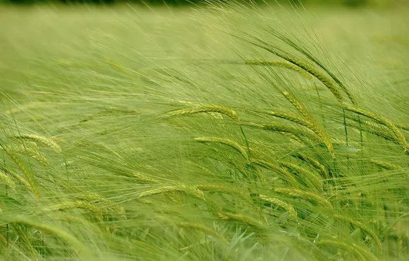 Summer, nature, ears
