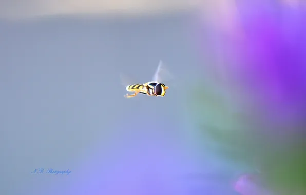 Picture fly, background, insect, gorzalka