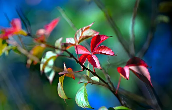 Leaves, color, nature, bright, plants, branch