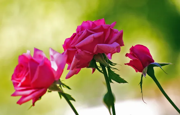 Roses, petals, buds, the bushes