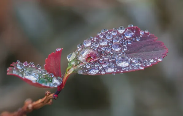 Picture leaves, water, drops, nature, Rosa, branch