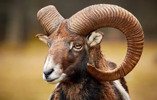 Face, horns, RAM, mouflon