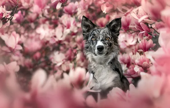 Look, face, dog, flowers, Magnolia, The border collie