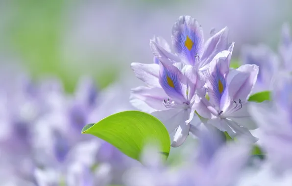Picture macro, sheet, bokeh, Eyhorniya great, water hyacinth