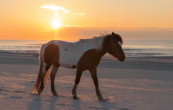 Sand, sea, beach, the sky, the sun, rays, light, sunset