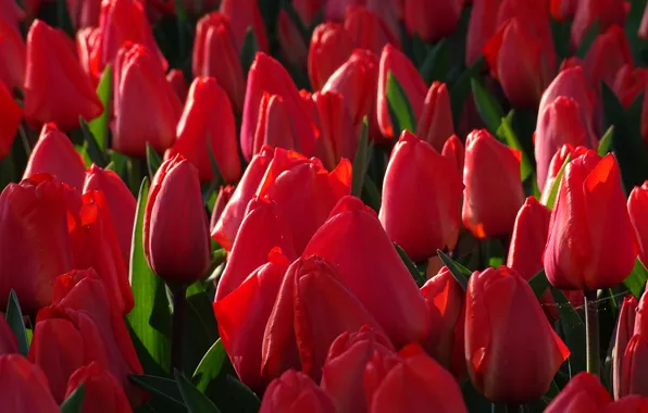 Tulips, buds, a lot, red tulips