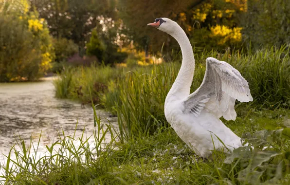White, grass, light, pose, lake, pond, bird, shore