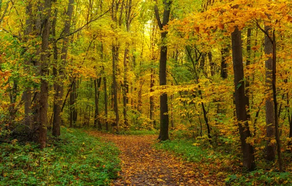 Picture autumn, forest, foliage, panorama