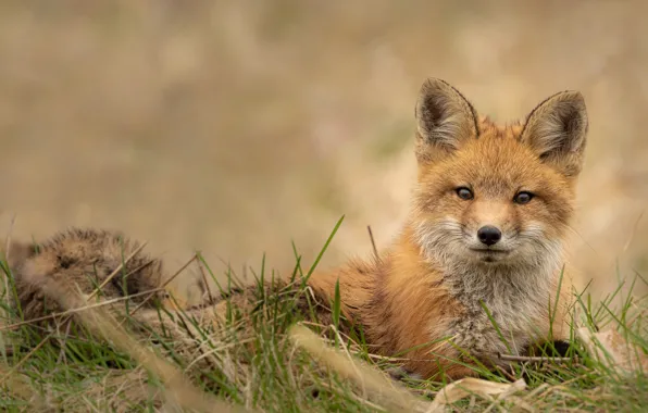 Picture grass, look, face, pose, sweetheart, portrait, Fox, lies