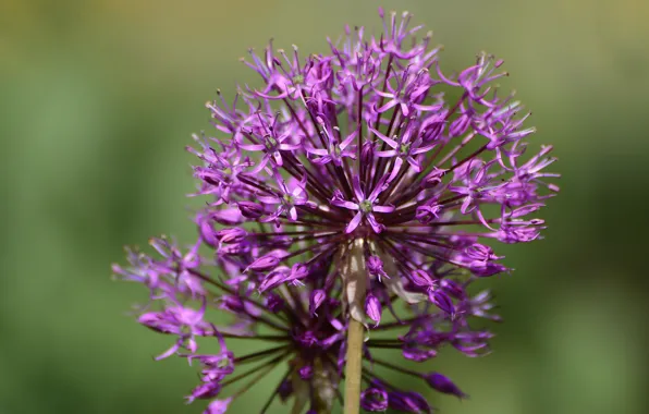 Nature, background, stamens, ornamental onion