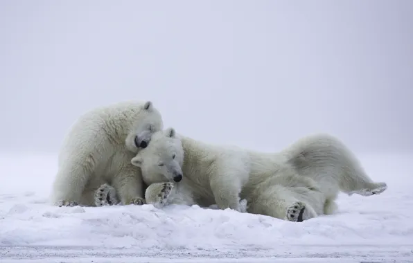 White, snow, bear, polar, mischief