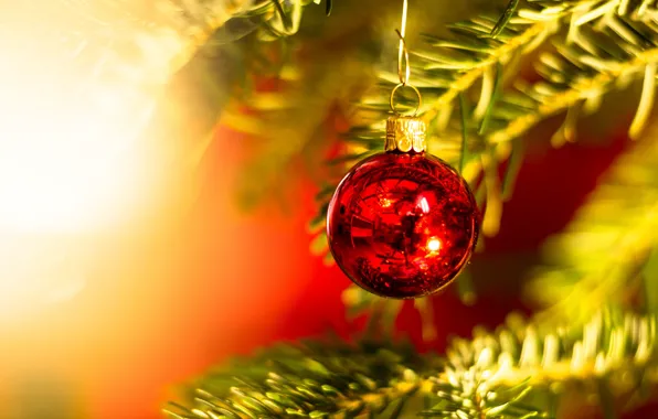 Winter, balls, light, branches, red, lights, holiday, balls