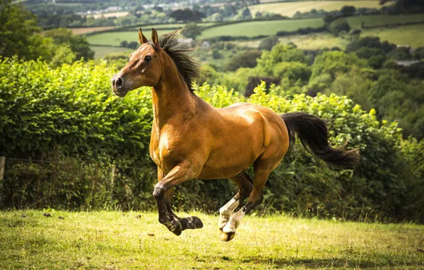 Picture horse, horse, field, meadow