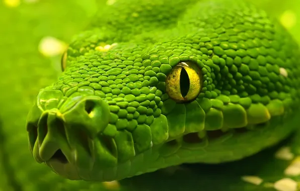 Look, snake, scales, Python, closeup, reptiles, reptiles, bright color
