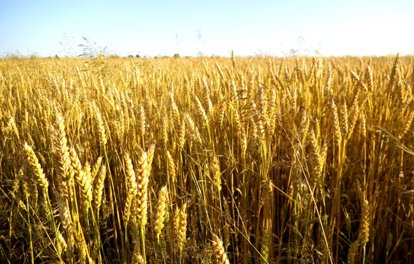 Field, the sky, the sun, nature, grain, plants, spikelets, Wheat