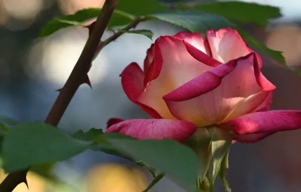 Leaves, flowers, background, rose, garden, stem, Bud, spikes