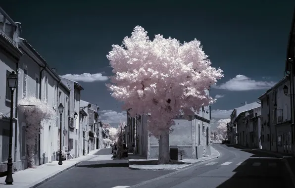 Tree, France, home, crossroads, Provence, infrared the, Charleval