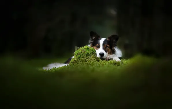 Nature, each, dog