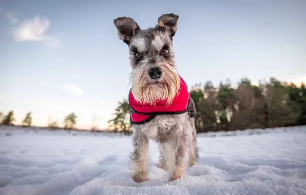 Picture winter, each, dog