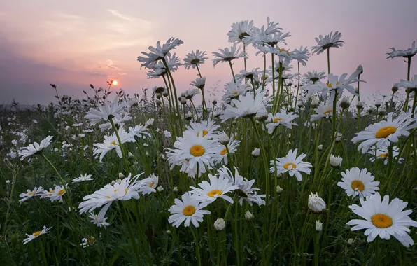 Picture summer, the sun, flowers, the evening, morning
