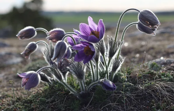 Flowers, spring, lilac, cross