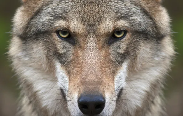 Look, face, wolf, predator